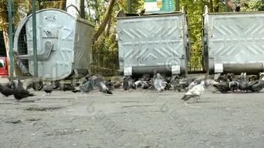 灰野鸽在城市的人行道上靠垃圾桶行走，<strong>寻找</strong>、收集和<strong>寻找</strong>食物。